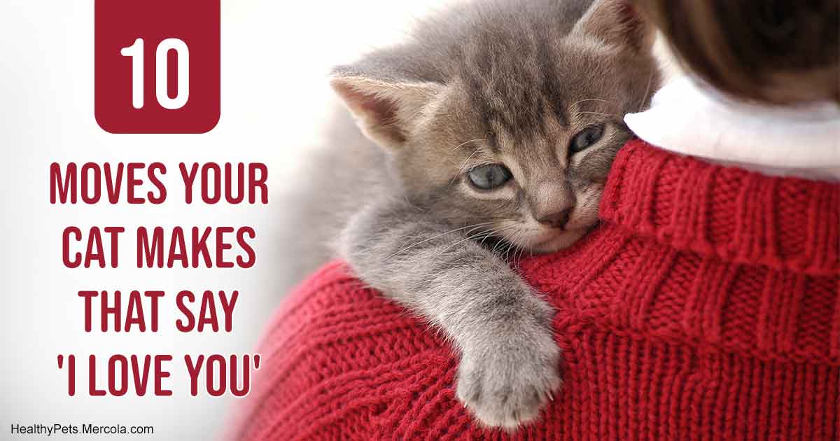 Download How Cats Say I Love You
