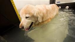 hidroterapia para perros