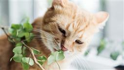 toxic plants for dogs and cats