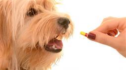 uso excesivo de antibioticos en las mascotas
