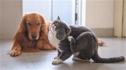 how to reduce pet allergens in home
