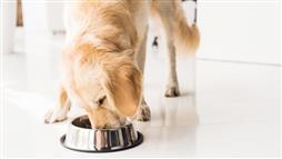 nutritionally related DCM in dogs