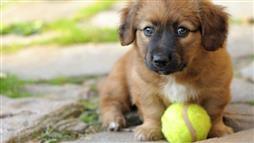 perro con pelota de tenis