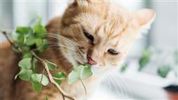 plantas aptas para gatos