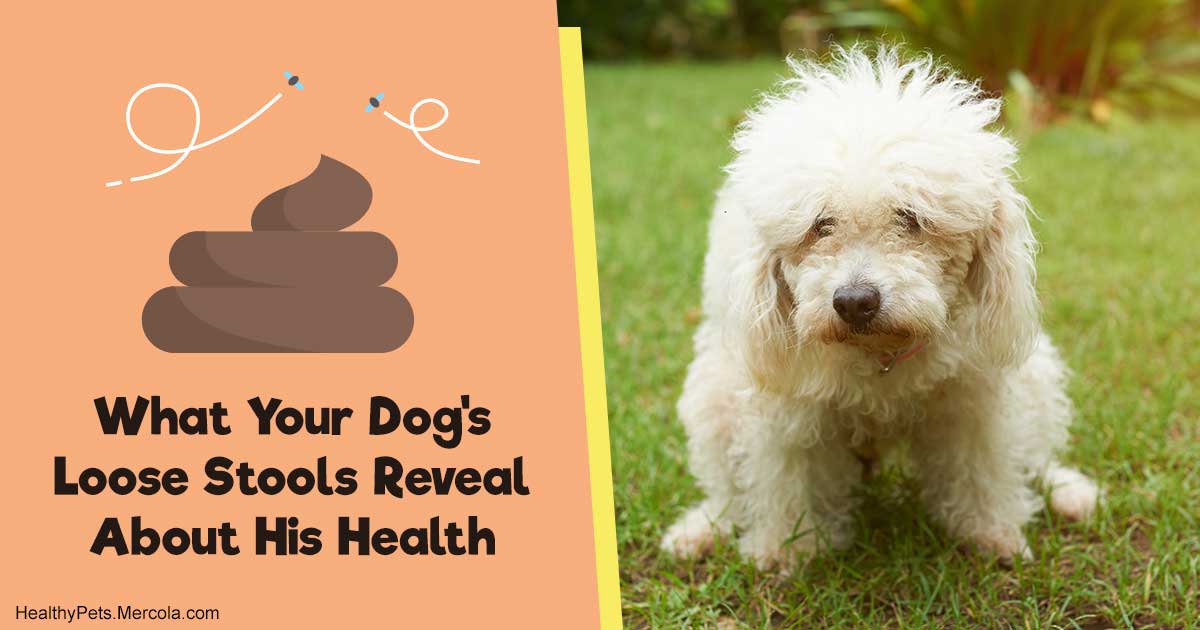 What Your Dog's Loose Stools Reveal About His Health