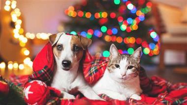 gifts from pets