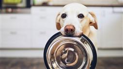 cambios en la alimentación de tu mascota