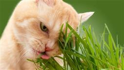 hierbas saludables para gatos