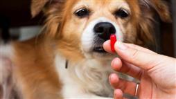 medicamentos humanos tóxicos para mascotas