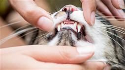 problemas de salud en la boca de gatos