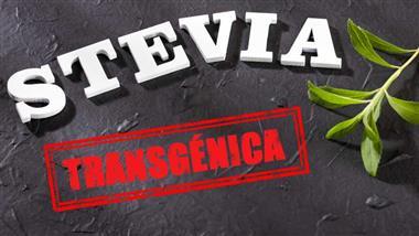stevia transgenica omg
