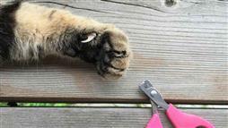cortar garras de tu gato