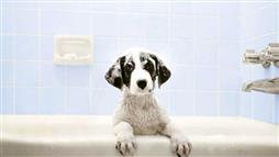 como bañar un perro