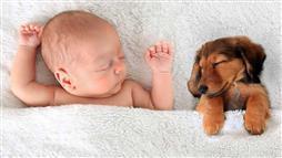 mascotas y recién nacidos