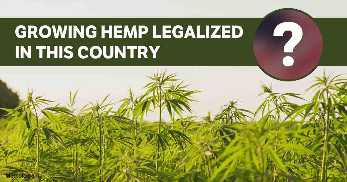Growing Hemp Legalized in This Country