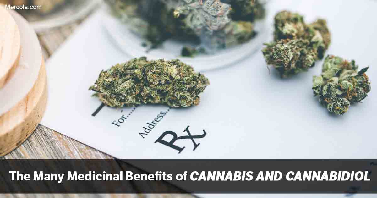 The Many Benefits of Cannabis and Cannabidiol (CBD)