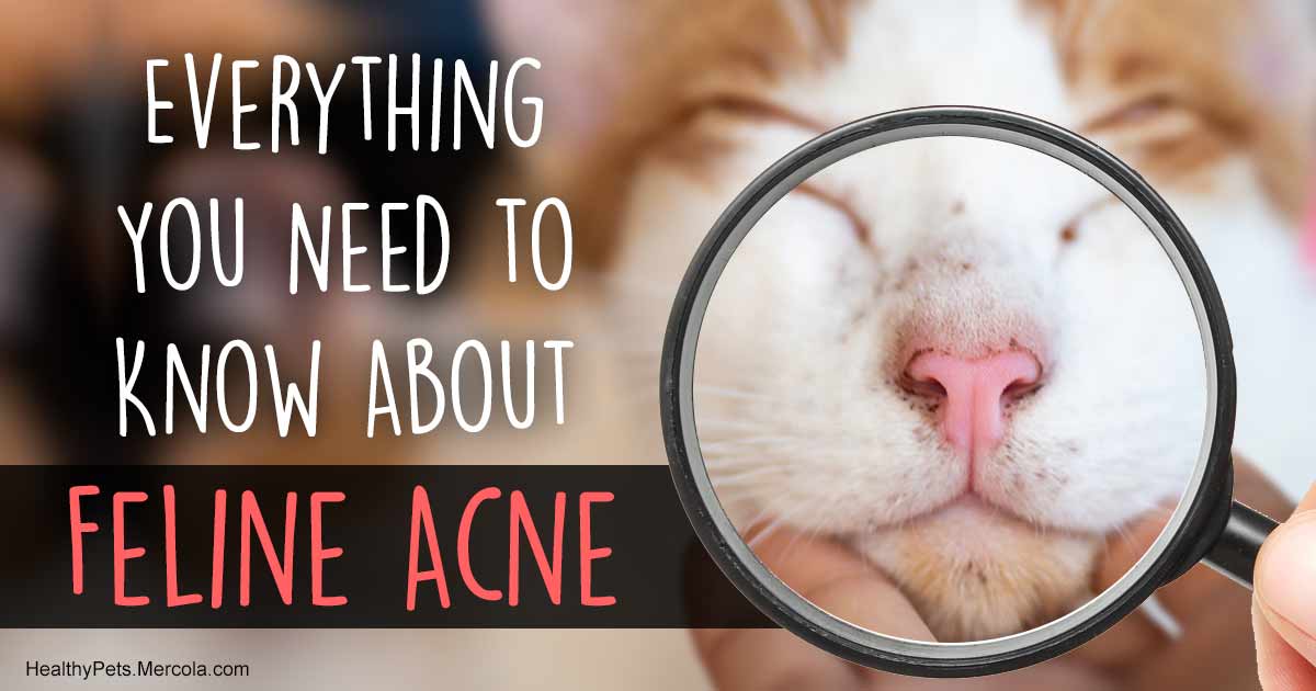How Feline Acne Develops