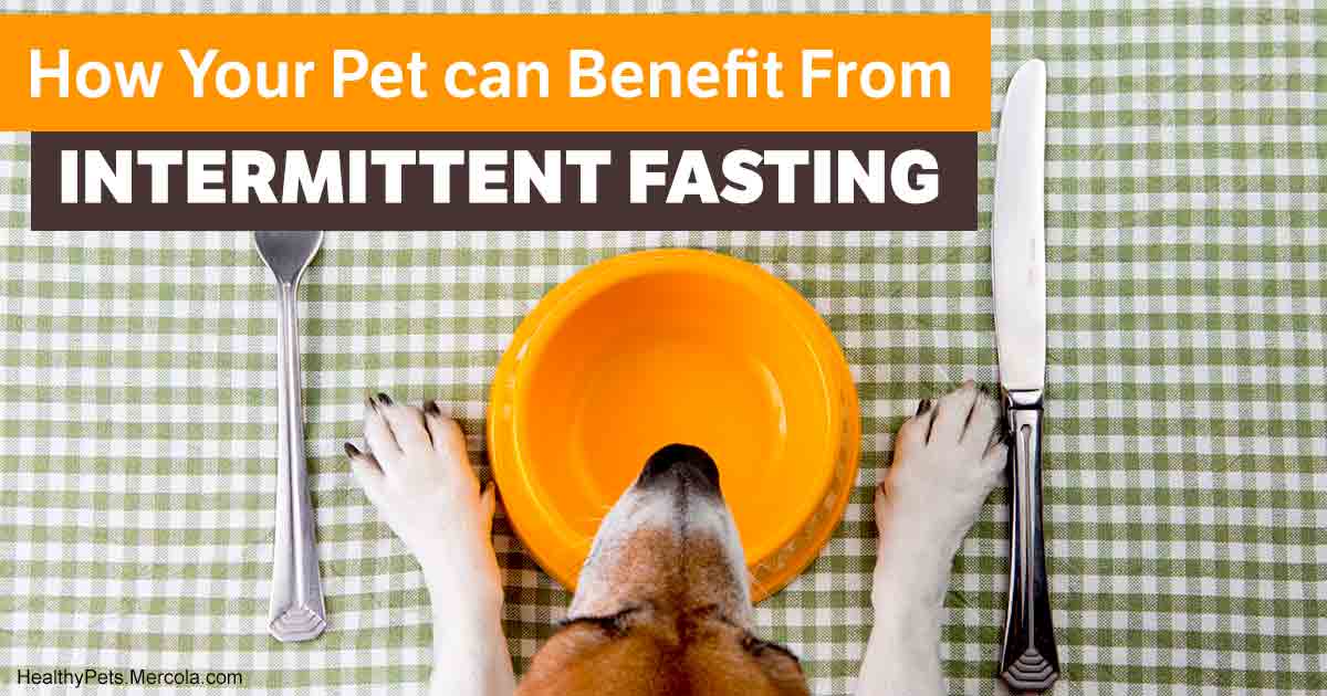Intermittent Fasting for Pets