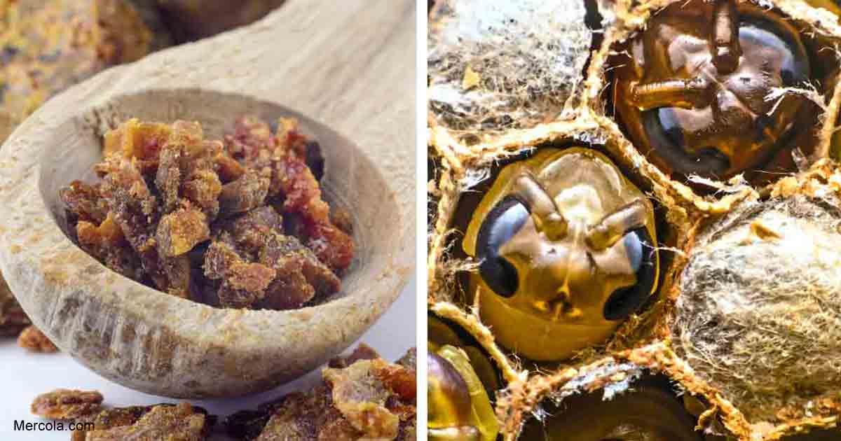 Striking Health Benefits of Bee Propolis and Royal Jelly