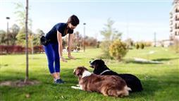 dog obedience commands