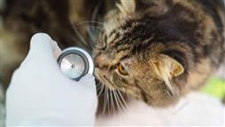 enfermedades cardiacas en felinos