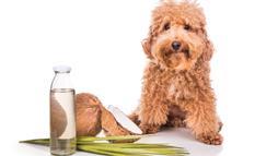 dietary fats for pets