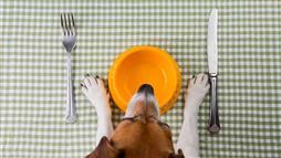intermittent fasting for pets
