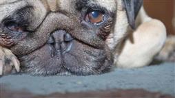 secrecion nasal en mascotas