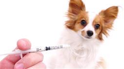 vacunas para mascotas
