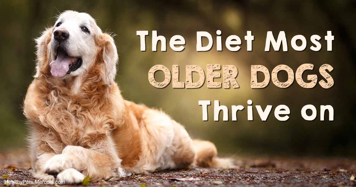 Dogs' Bodies Change as They Age, so Should Their Food