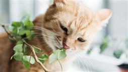 edible plants for cats