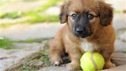 tennis balls for dogs