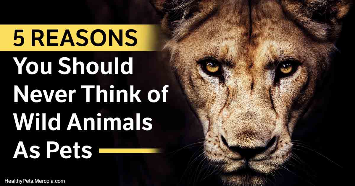 Wild Animals Should Not Be Pets