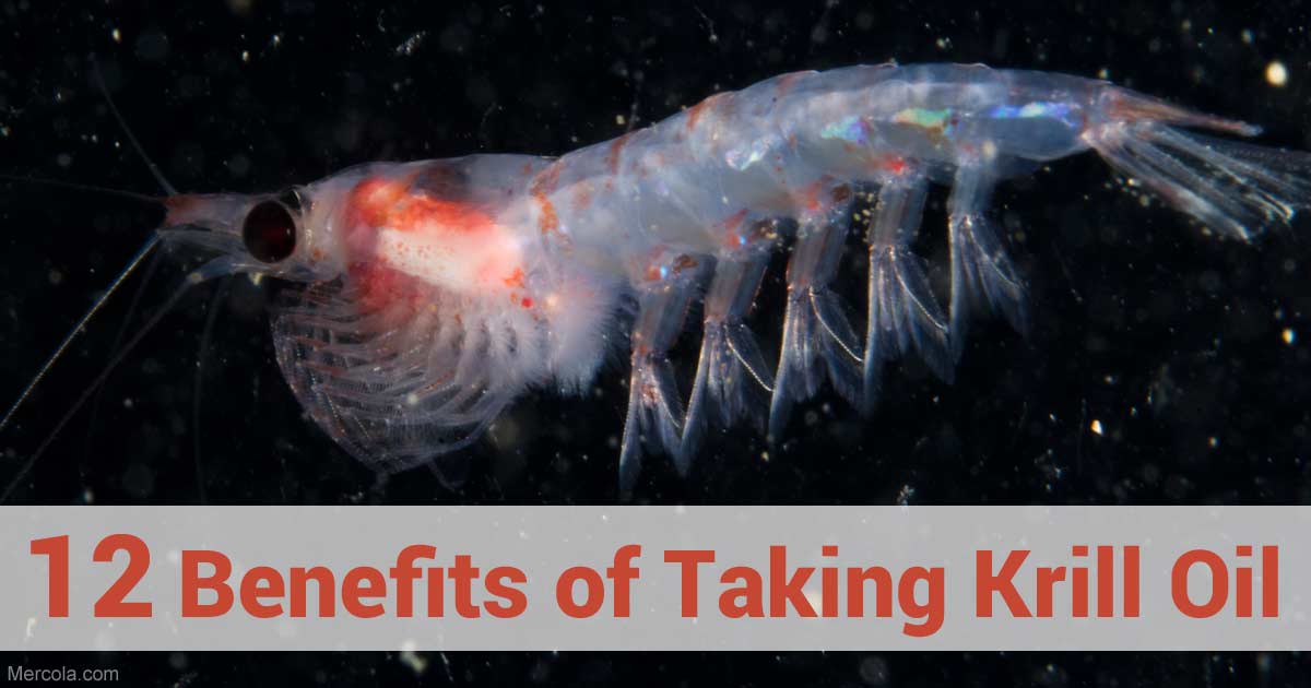 Krill Oil: Benefits and Uses