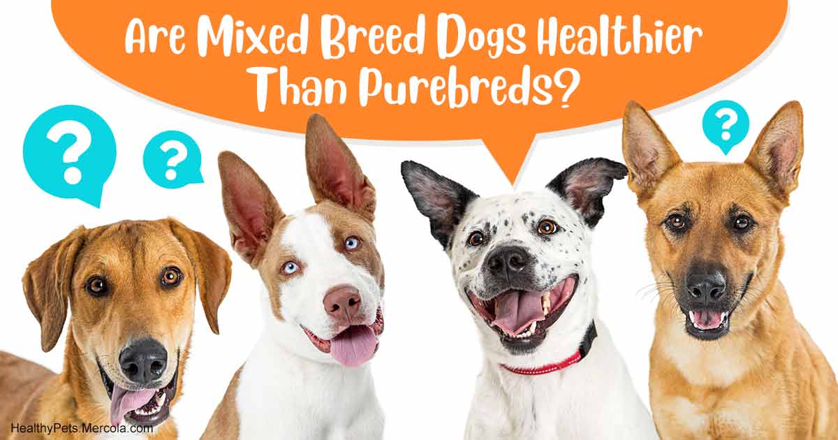 healthiest purebred dogs