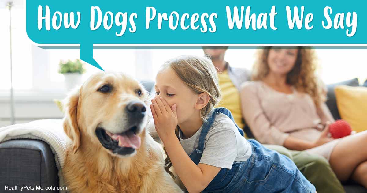 How To Talk To Your Dog For Better Understanding
