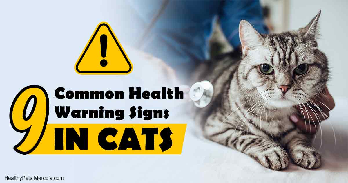 9 Cat Health Warning Signs That You Should Never Ignore