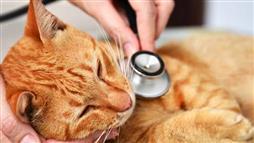 indicadores de enfermedad en gatos