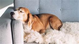 Dog Sleeping Positions and What They Mean