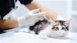 vacunas en mascotas