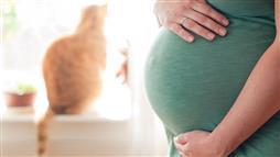 mujeres en embarazo y gatos