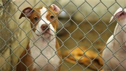 stress in shelter dogs