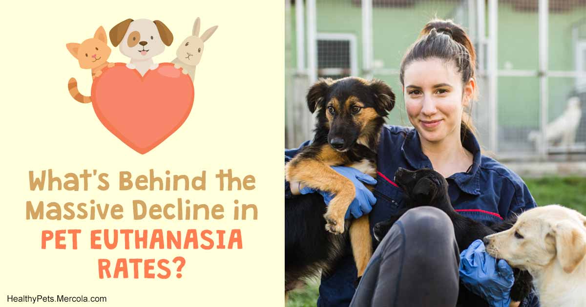 What S Behind The Massive Decline In Pet Euthanasia Rates