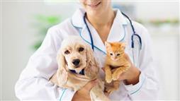 chequeo de salud para mascotas