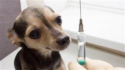 efectos de las vacunas en las mascotas