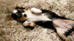 enfermedad inflamatoria intestinal en perros