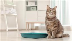 how to choose a litter box