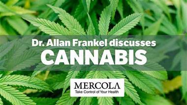 Cannabis in Modern Medicine