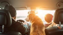 traveling with pets in car