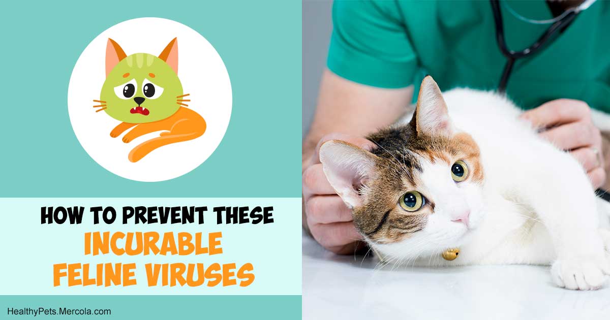FeLV and FIV Infections